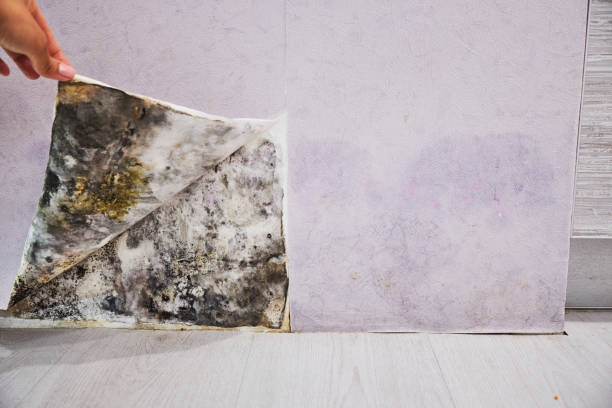 Best Black Mold Removal  in Chesterland, OH